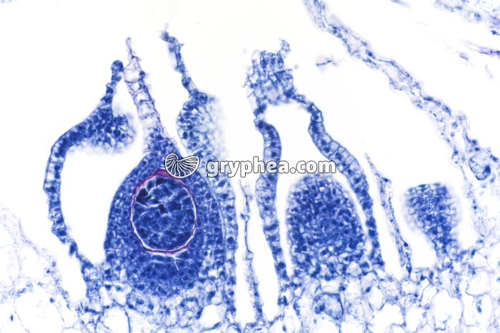 Hépatique (Marchantia) - jeune embryon sur chapeau femelle x25  - gryphea.com